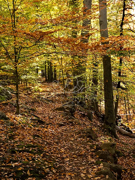 Nature heals